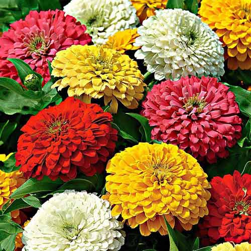 Zinnia Super Yoga Mix 1gm Seeds (0107)