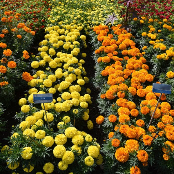F2 African Marigold Spun Yellow Dwarf 170+ Seeds (0.5gm)