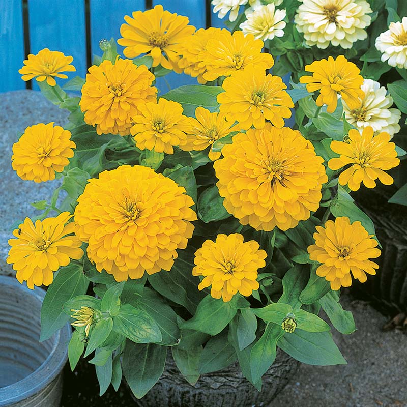 F1 Zinnia Yellow Dwarf 0.5gm (0161)