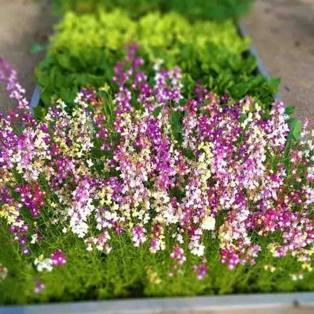 Linaria Fairy Bouquet Mix 7500+ Seeds (0.50gm)