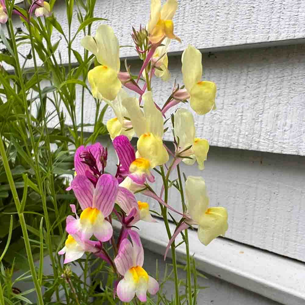 Linaria Fairy Bouquet Mix 7500+ Seeds (0.50gm)