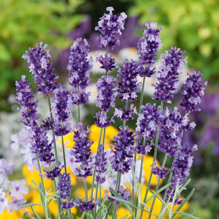 Lavender 400+ Seeds (0.5gm)
