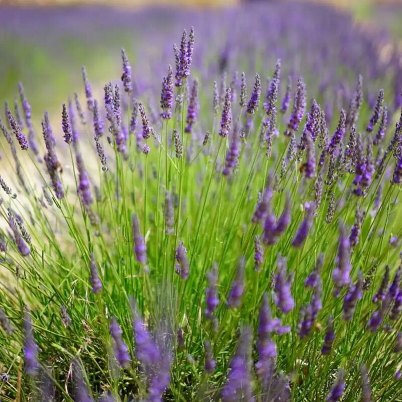 Lavender 400+ Seeds (0.5gm)