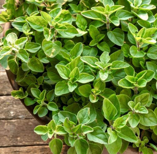 Greek Oregano 2200+ Seeds (0.25gm)