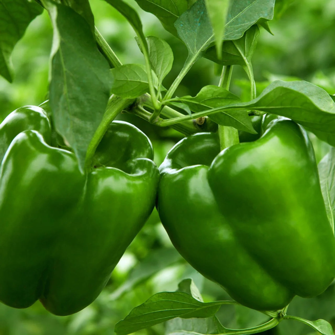 Green Capsicum 1gm Seeds (0124)