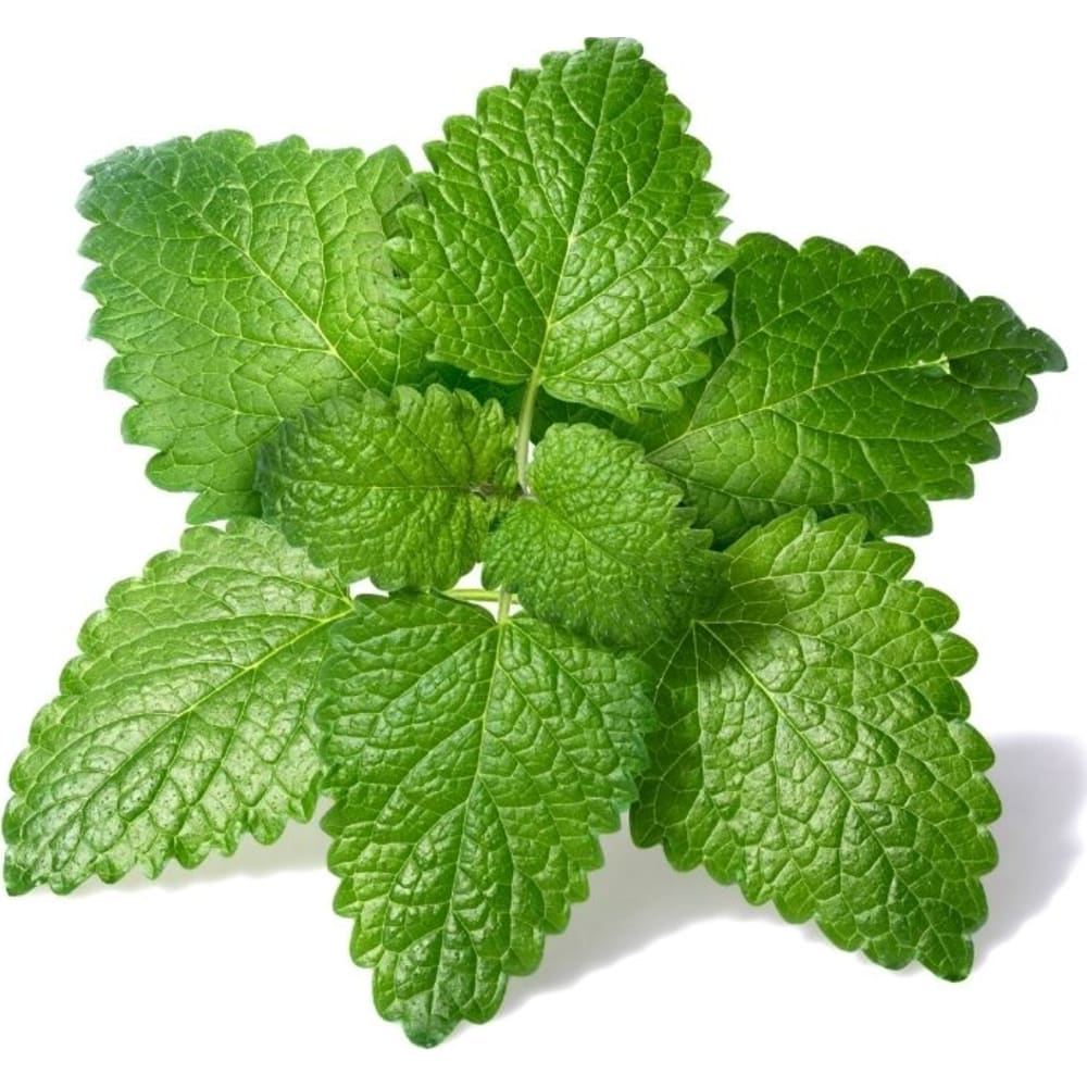 Lemon Balm 1000+ Seeds (0.5gm)