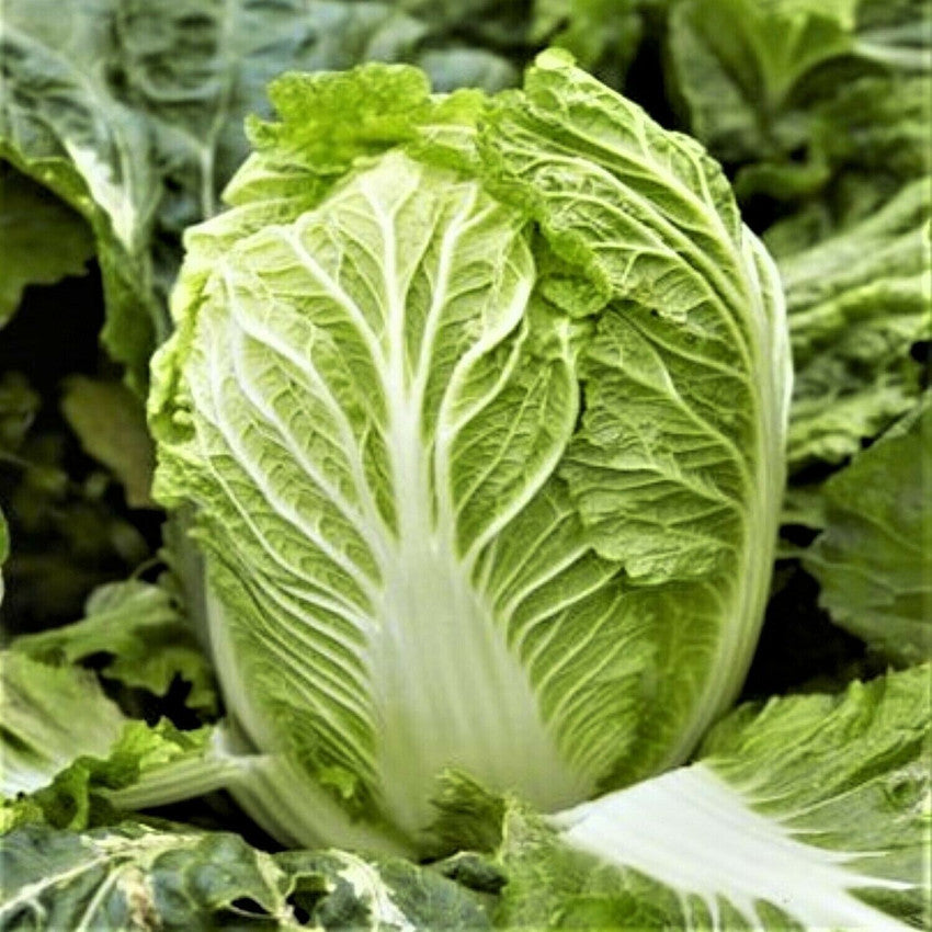Chinese Cabbage 200+ Seeds (0.5gm)