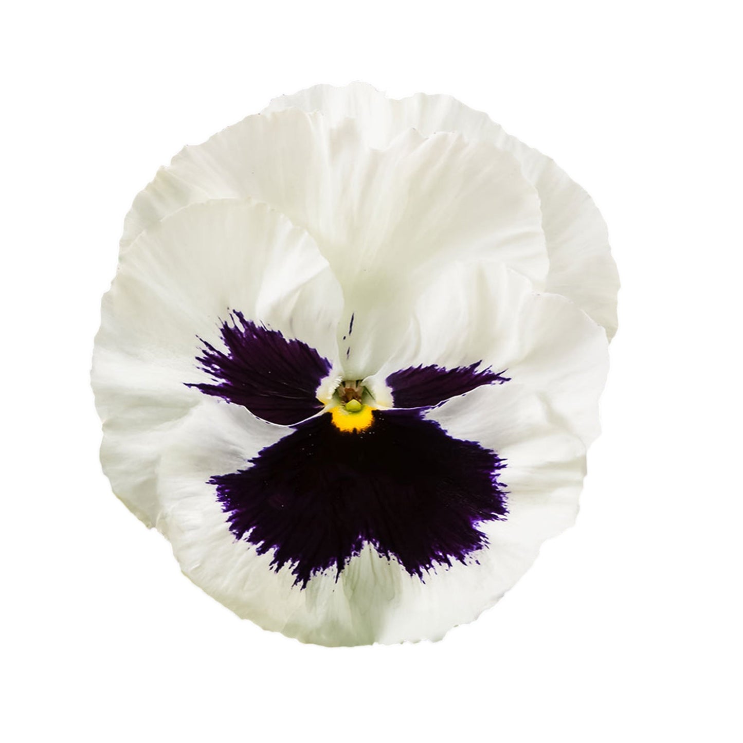Pensy F1 White Blotch (500+ Seeds)
