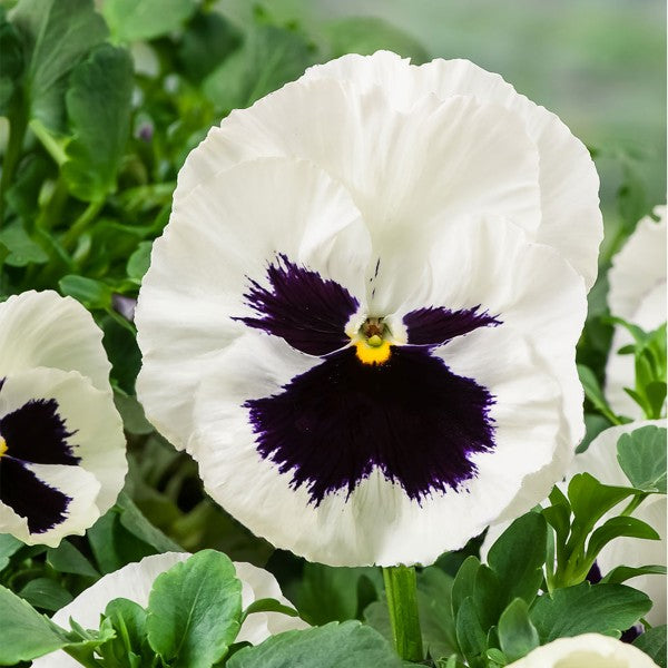 Pensy F1 White Blotch (500+ Seeds)