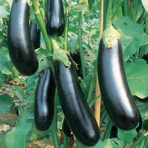 Hortus Brinjal Long (7 gram)