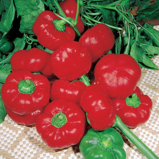 Peperone Rosso Pappers 150+ Seeds (1gm)