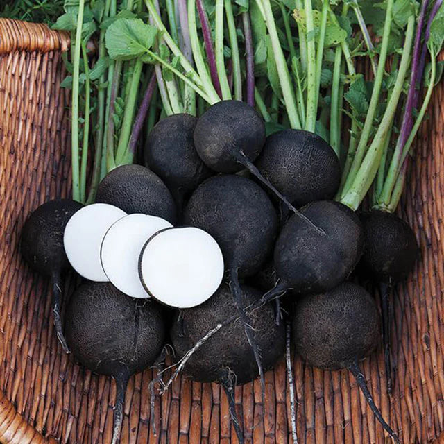 Black Radish 500+ Seeds (5gm)