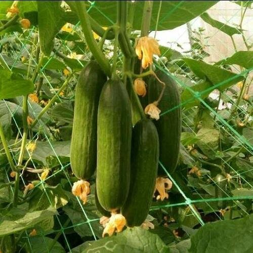 Cucumber 1gm Seeds (0140)