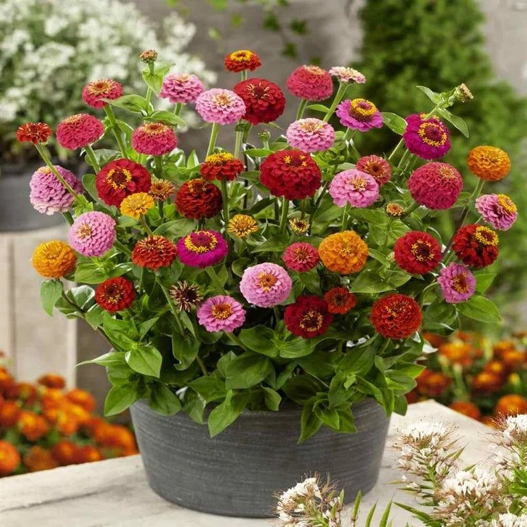 Zinnia Lilliput Mix 1gm Seeds (0105)