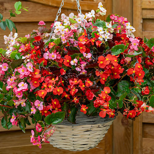 Begonia semperflorens Mix 1gm (80,000 Seeds)