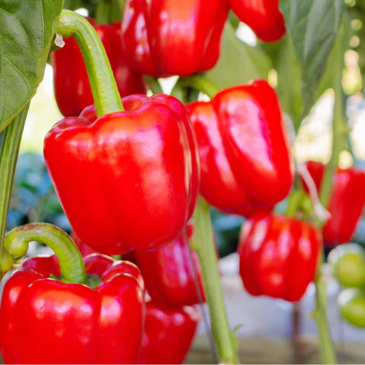 Red Capsicum 150+ Seeds (1gm)