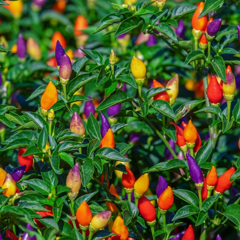 Ornamental Capsicum Alladin 0.5gm Seeds (0141)