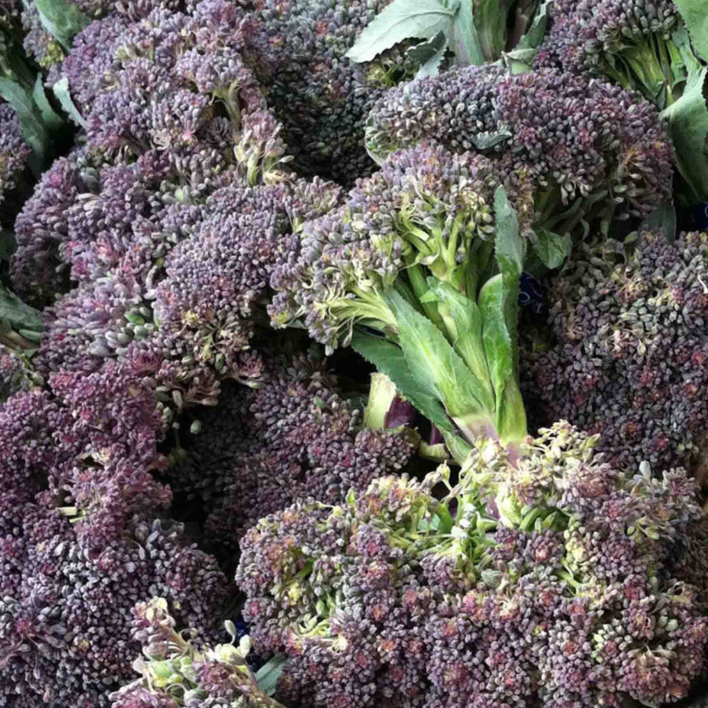 Purple Broccoli 150+ Seeds (0.5gm)