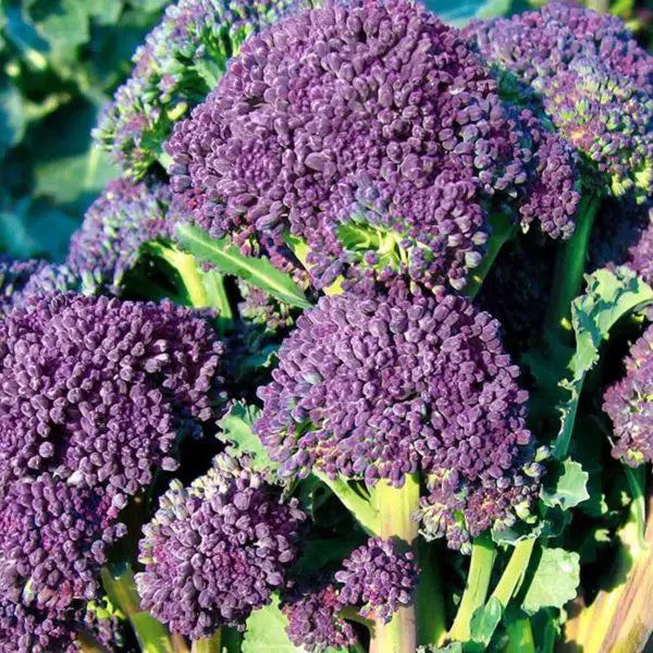 Purple Broccoli 150+ Seeds (0.5gm)
