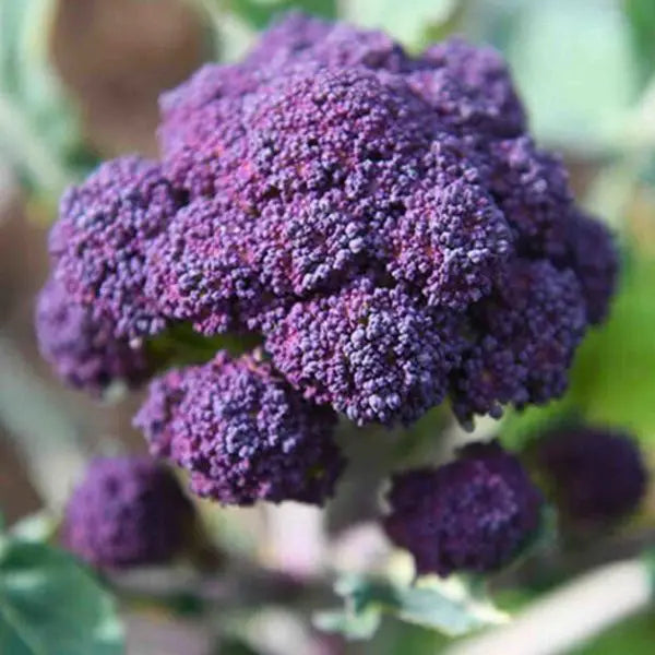 Purple Broccoli 150+ Seeds (0.5gm)