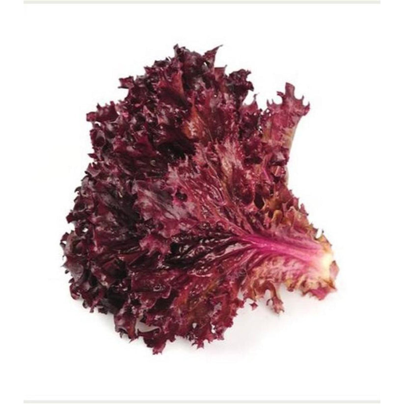 Hortus Lattuga Biscia Rossa Red Lettuce 25gm