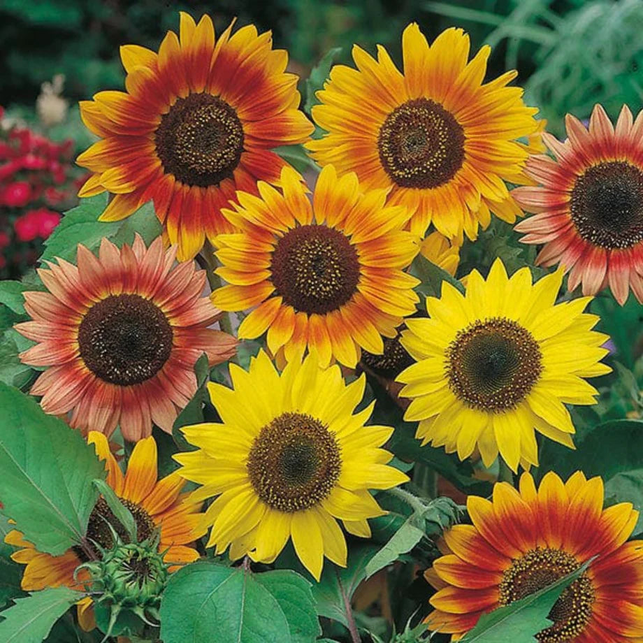 Sunflower Distinto Mixture Dwarf 1gm (50 Seeds)