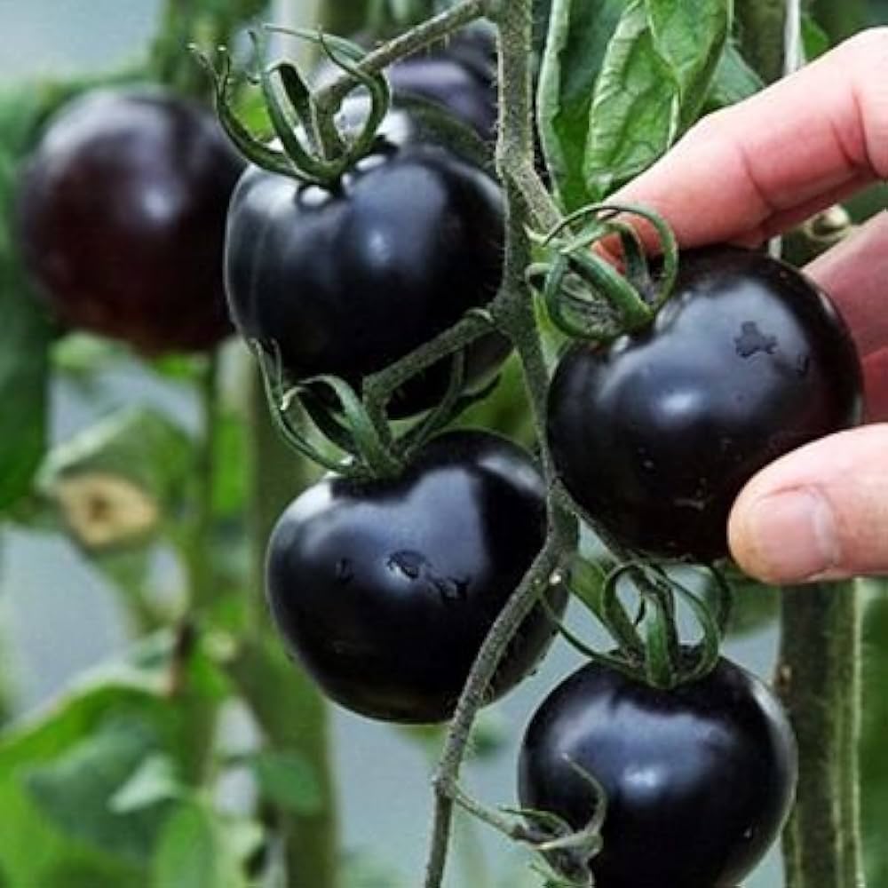 Hortus Organic Black Tomato