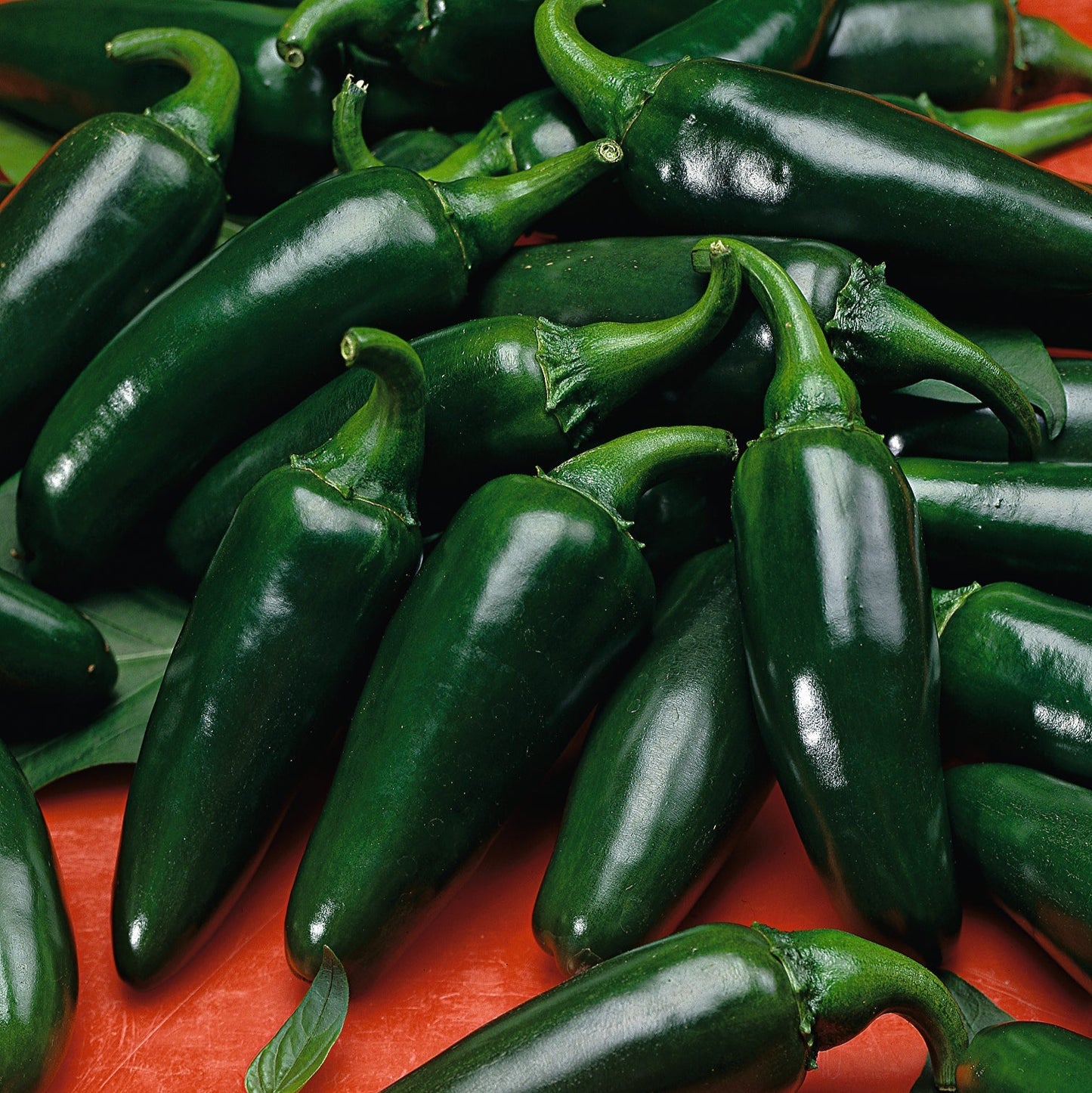 Green Jalapeno 150+ Seeds (1gm)