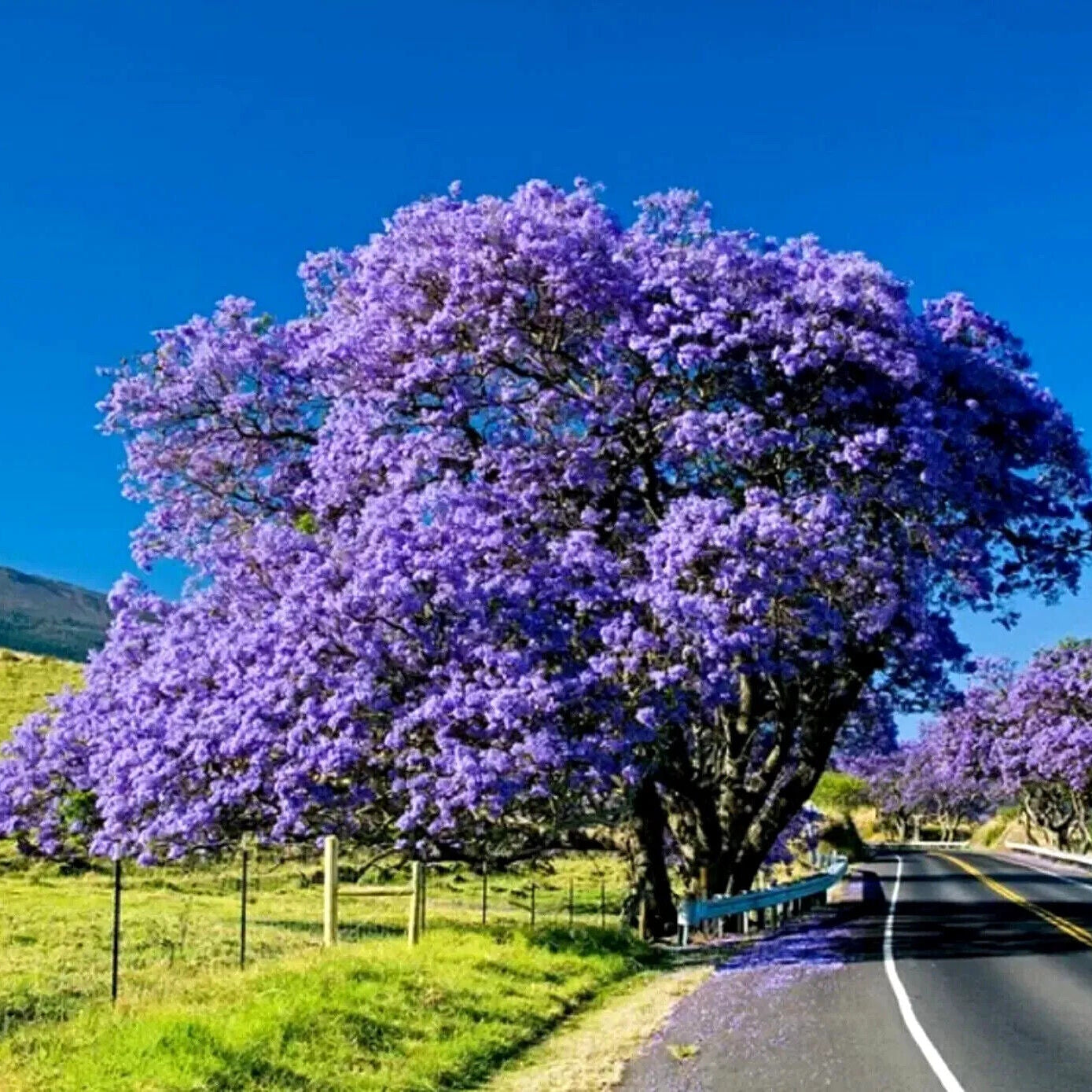 Jacaranda Tree 1gm (80 Seeds)