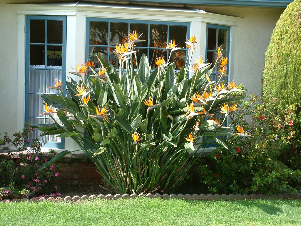 Bird of Paradise 1gm (4-5 Seed)