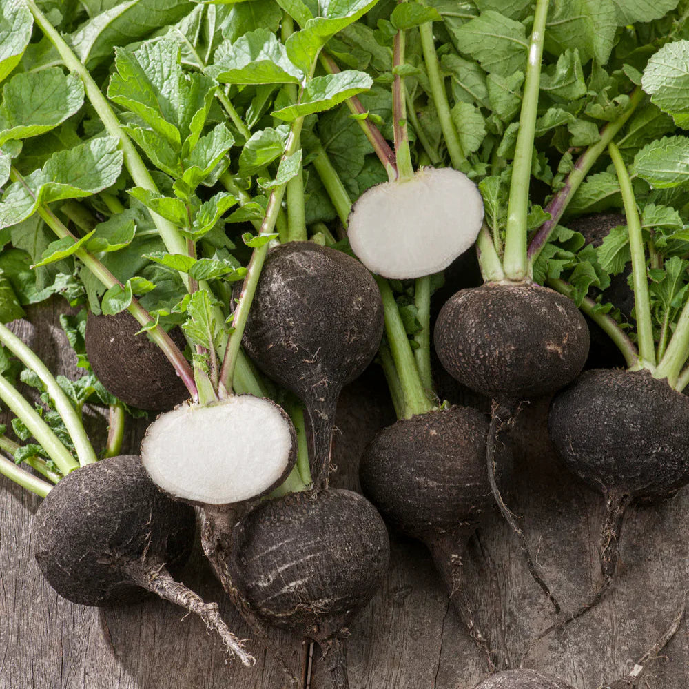 Black Radish 500+ Seeds (5gm)