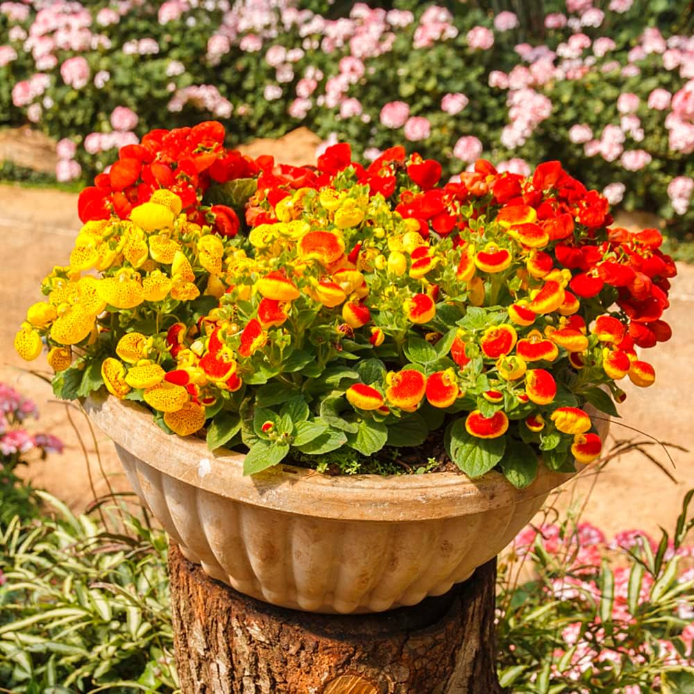 Slipper Flower Mix 1gm (40,000 Seeds)