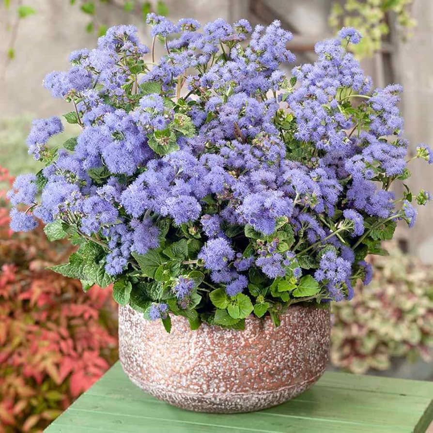 Ageratum Dwarf Ball Mix 3500+ Seeds (0.5gm)