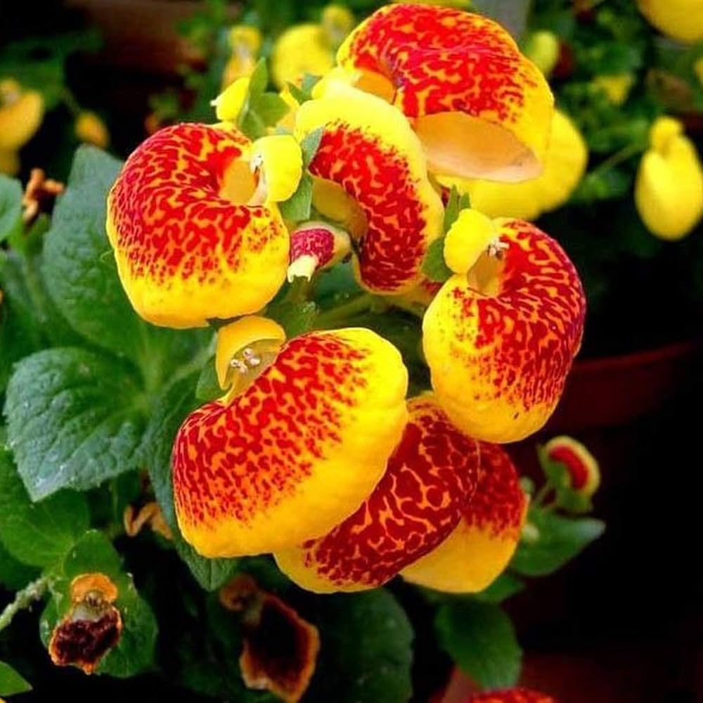 Slipper Flower Mix 1gm (40,000 Seeds)