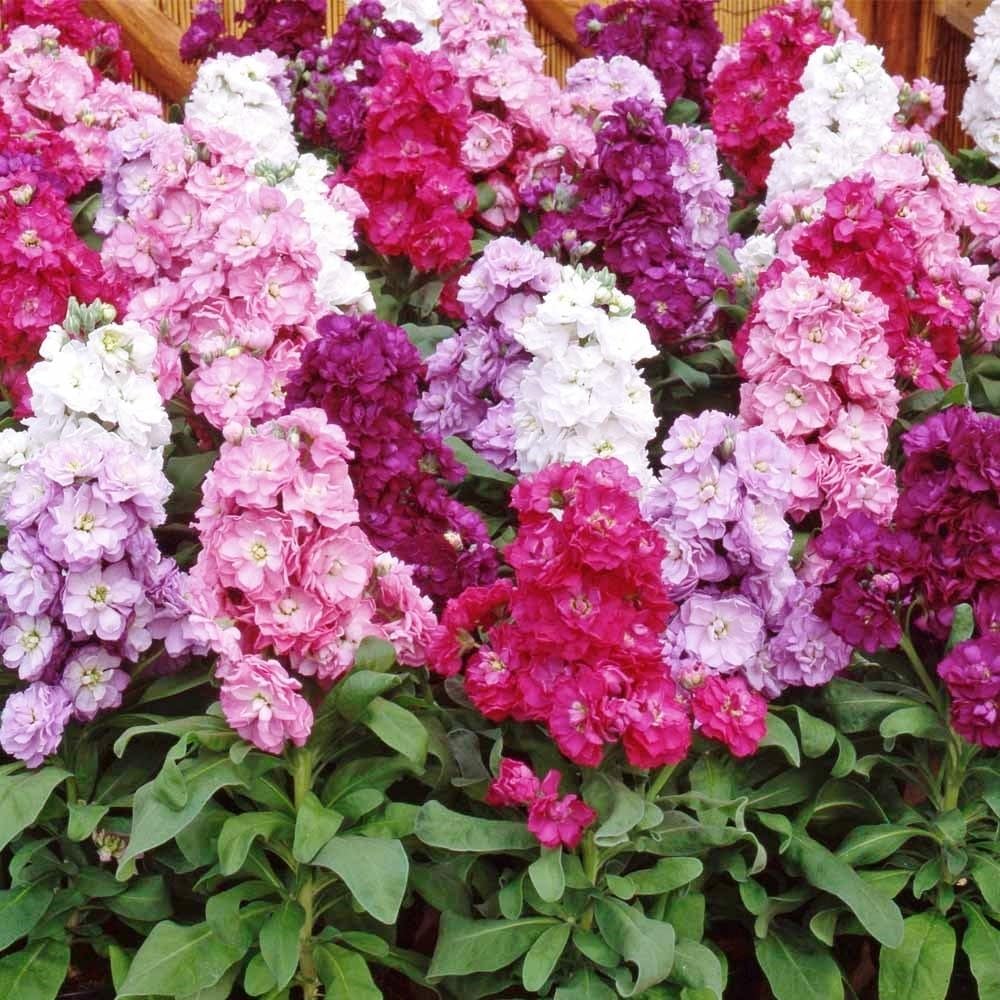 Stock Dwarf Mix 300+ Seeds (0.5gm)