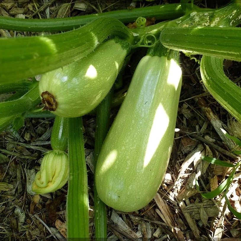 Long Zucchini 1gm Seeds (0147)