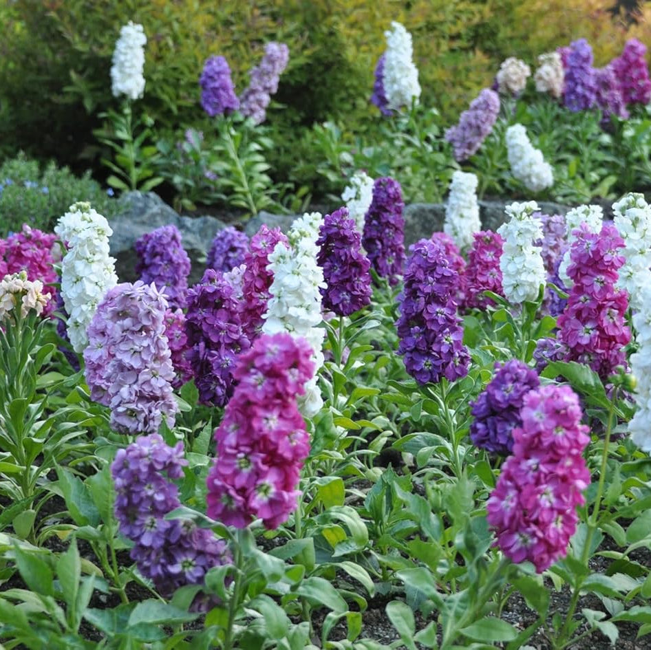 Stock Dwarf Mix 300+ Seeds (0.5gm)