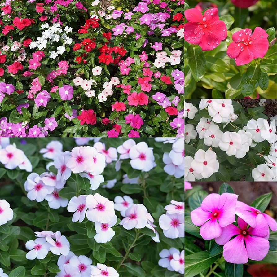 Hortus Vinca Rosa 200 Seeds