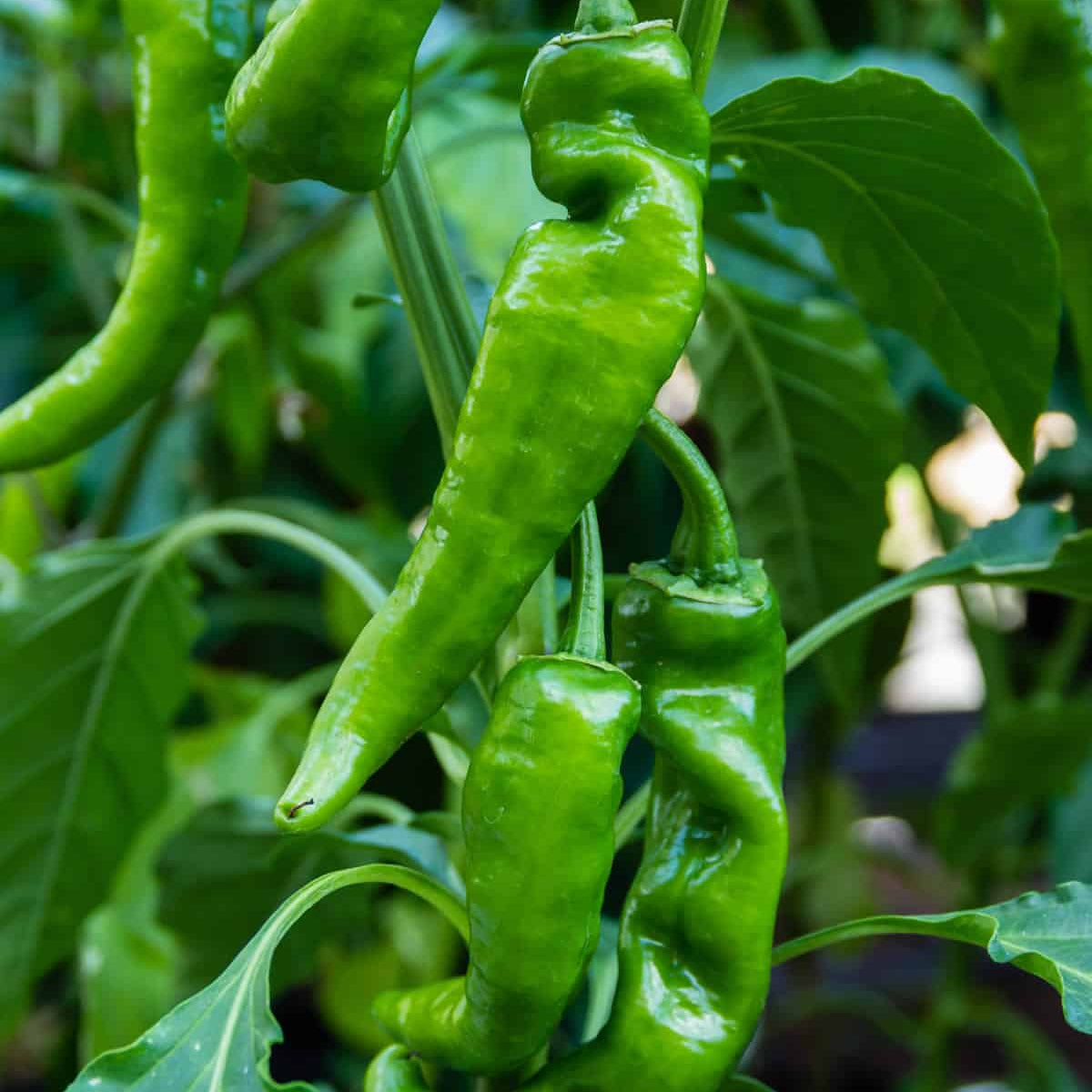 Anaheim Peppers 1gm Seeds (0131)