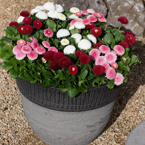 English Daisy Mix 1500+ Seeds (0.25gm)