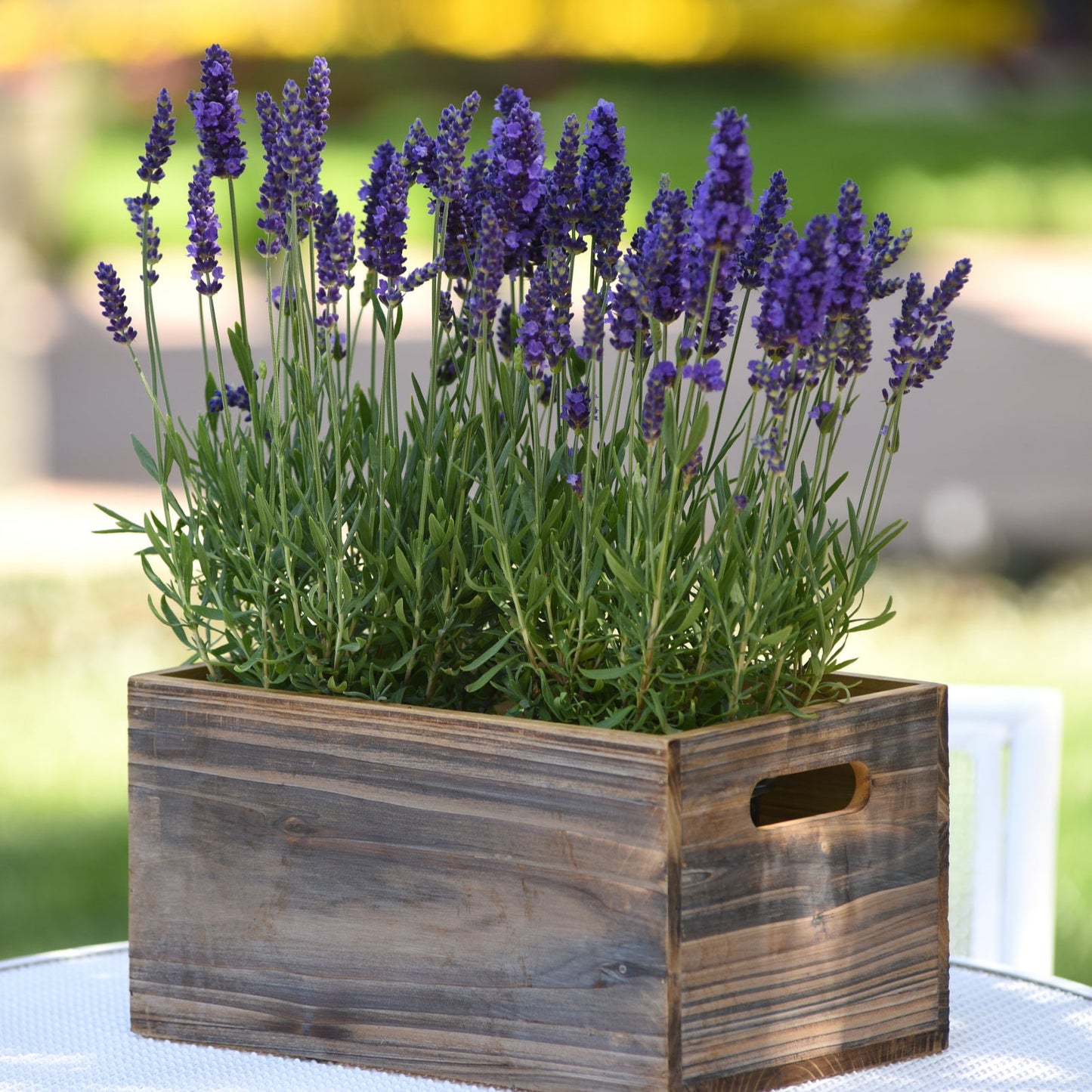 Hortus Lavanda (Lavender) 0.30 grams