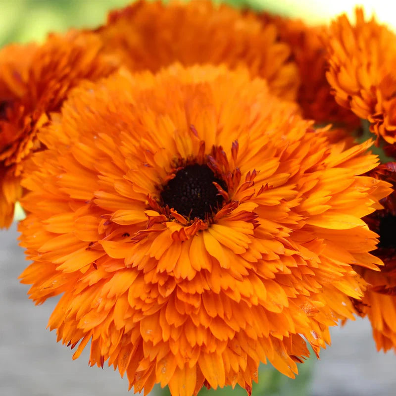 Calendula Double Orange 120+ Seeds (1gm)