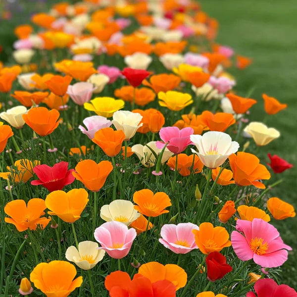 California Poppy Mix Seeds 320+ Seeds (0.5gm)