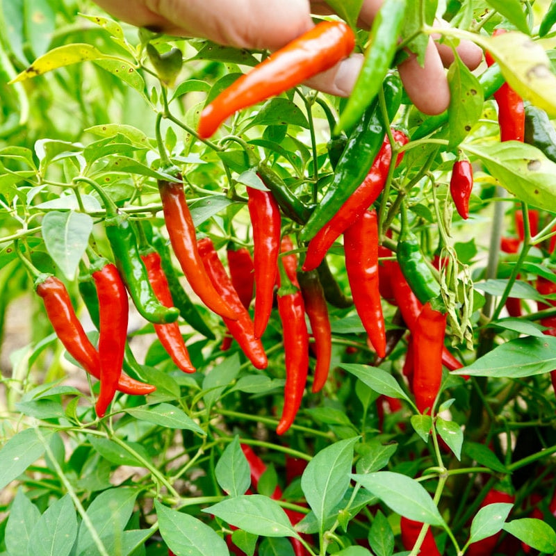 Cayenne Peppers 1gm Seeds (0127)