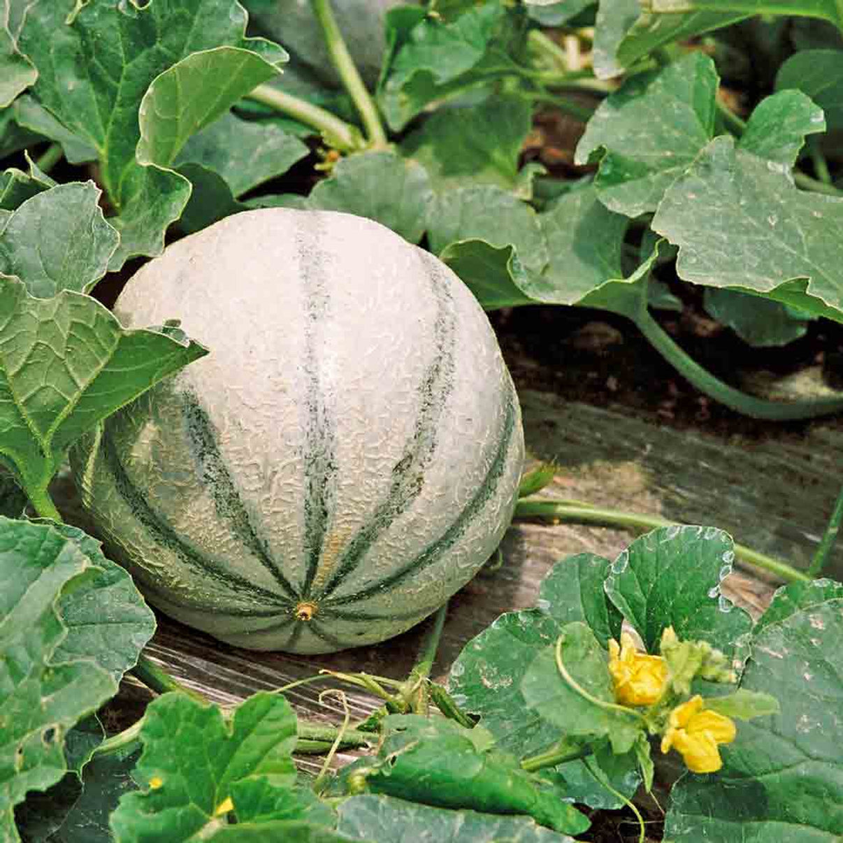 Hortus Super Sweet Melon 250+ Seeds