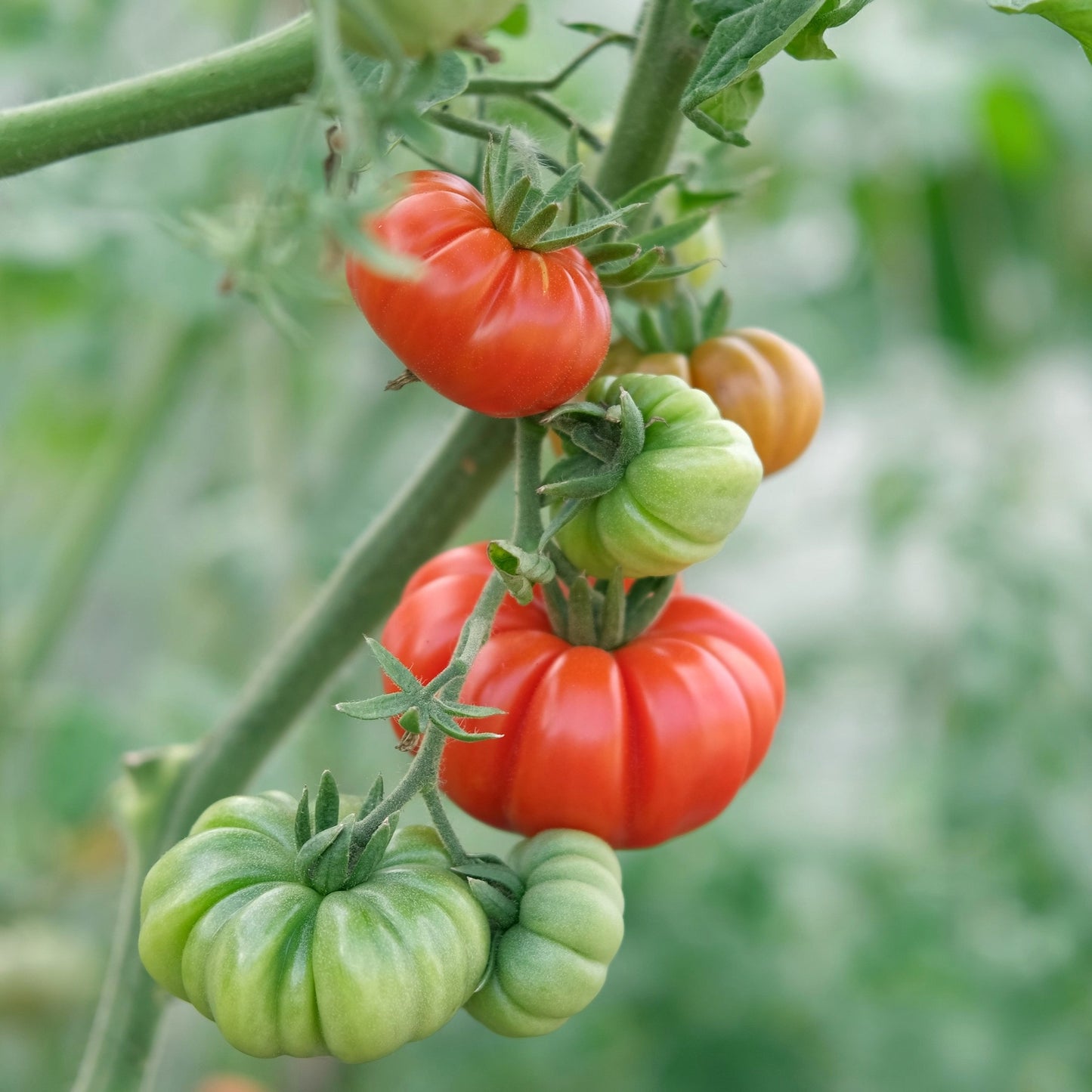 Hortus Pomodoro Costoluto Fiorentino Tomatoes 2gm