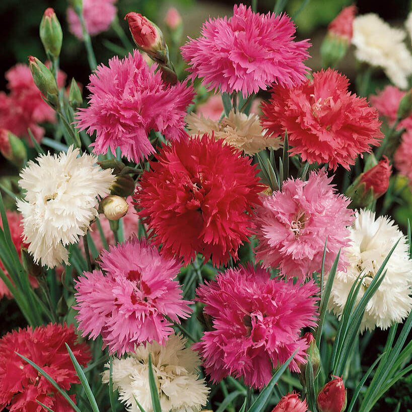 Dianthus Chinensis Double Dwarf 400+ Seeds (0.5gm)