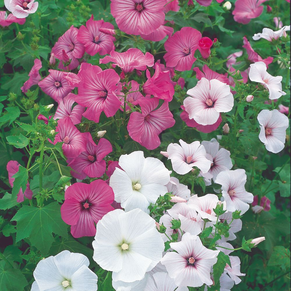 Lavatera Trimestris Mix 1gm Seeds (0114)