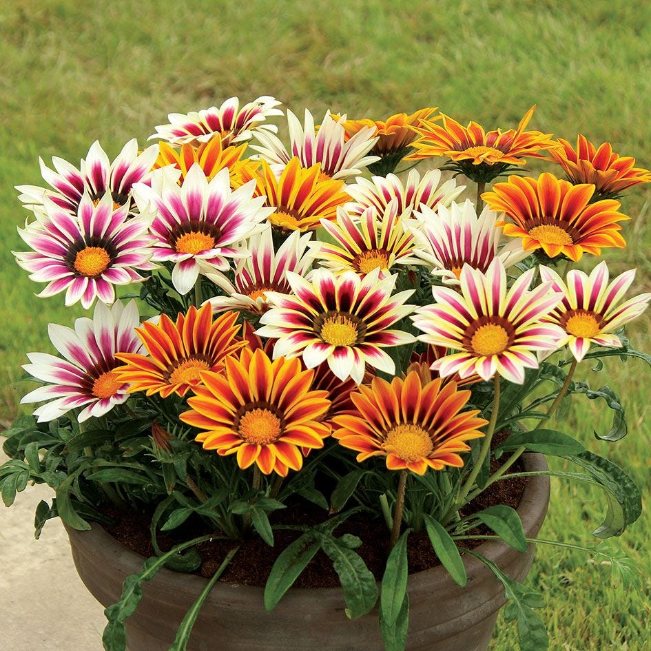 Gazania Sunshine Hybrids Mix 120+ Seeds (0.5gm)