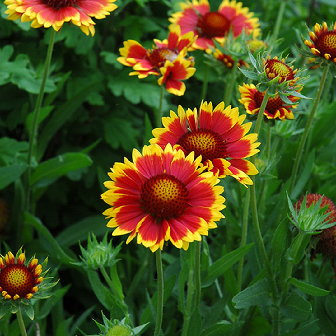 Gaillardia Blanket Mix 1gm (0159)